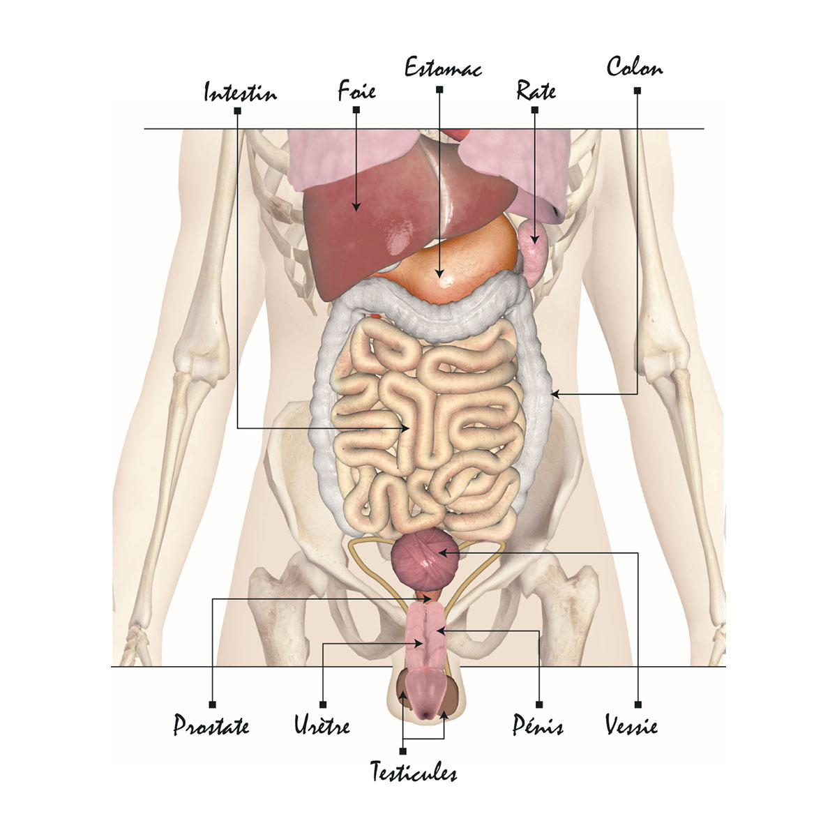 Anatomie 27